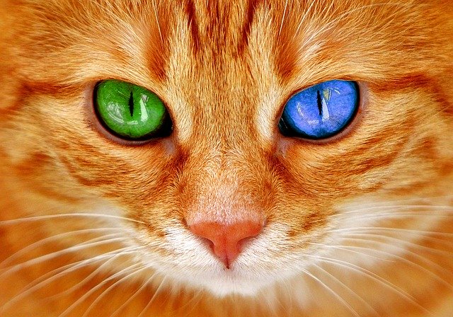 猫の目の色が左右違う写真