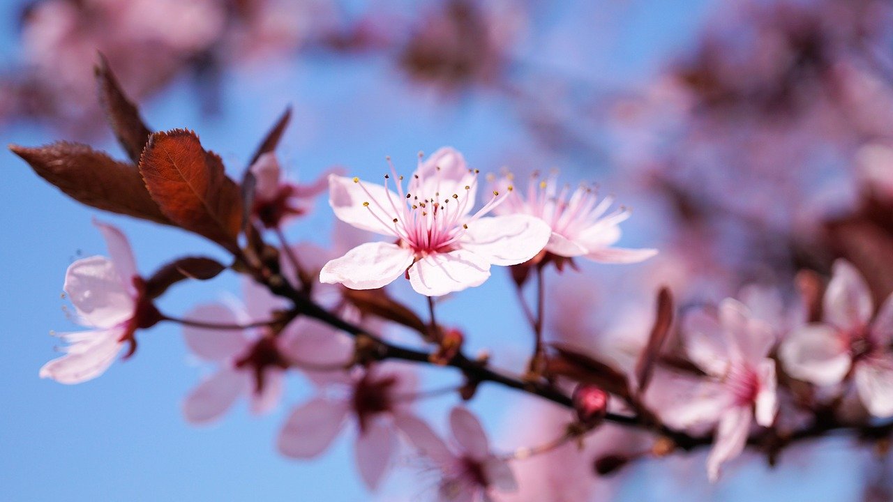 桜の写真画像