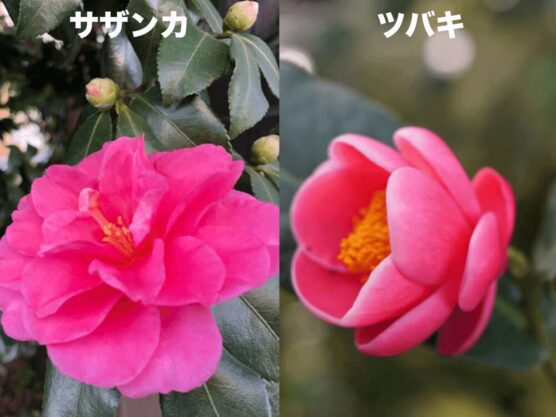 山茶花と椿を比べた画像