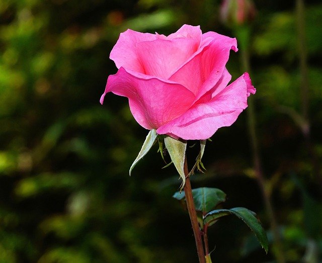 ピンクのバラの写真画像ー１