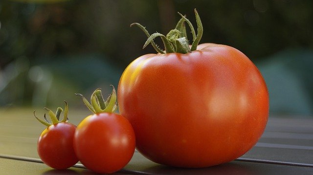 トマトの画像写真