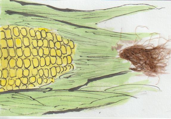 トウモロコシの絵手紙画像ー８