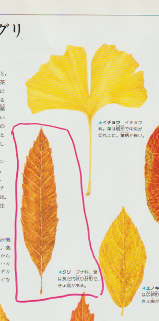 栗の葉の形の形ー絵１