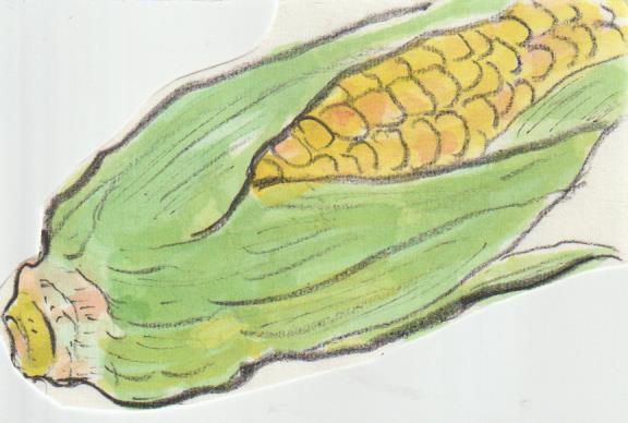 トウモロコシの絵手紙画像ー２