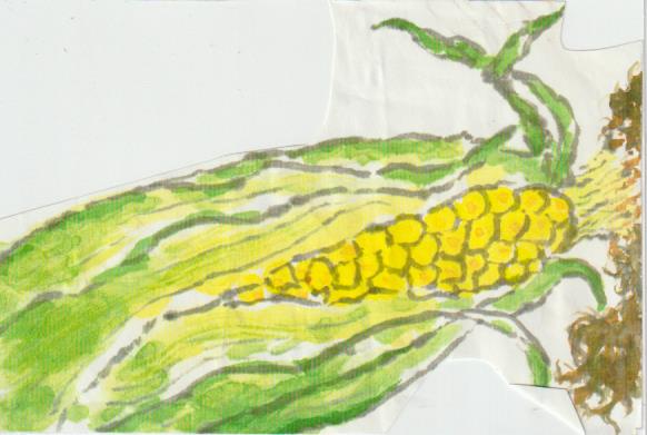 トウモロコシの絵手紙画像ー５