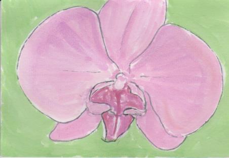 胡蝶蘭の絵手紙画像ー４