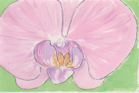 胡蝶蘭の絵手紙画像ー５