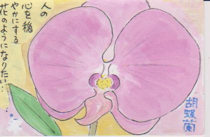 胡蝶蘭の絵手紙画像ー７