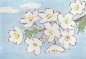 桜をきれいに描くための絵手紙ー6