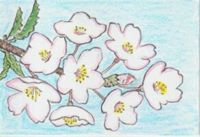桜をきれいに描くための絵手紙ー5