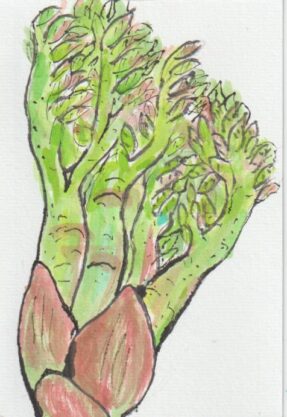 タラの芽の絵手紙画像ーその３