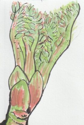タラの芽の絵手紙画像ーその６