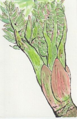 タラの芽の絵手紙画像ーその４