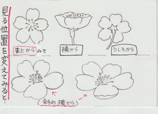 桜の書き方説明画像ー３