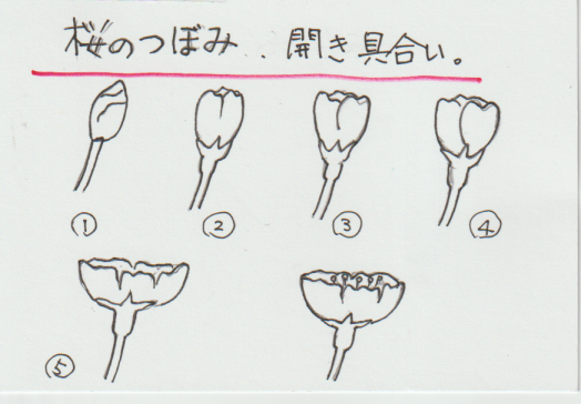 桜の書き方説明画像ー２