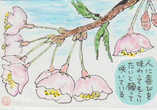桜の絵手紙作品ー２