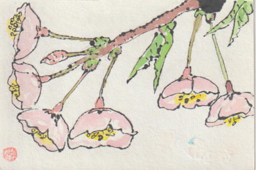 桜の絵手紙作品ー３