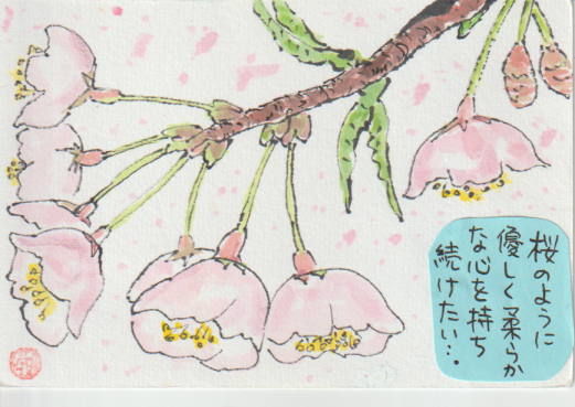 桜の絵手紙作品ー６