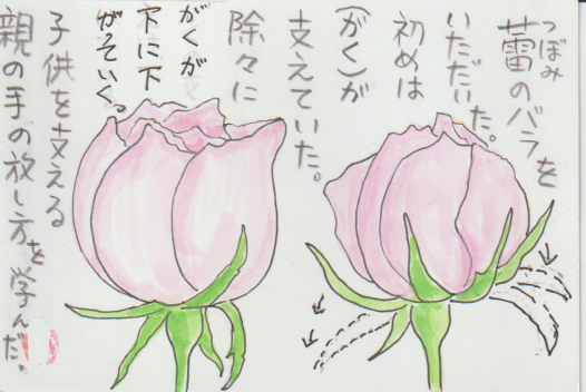ピンクのバラの絵手紙ー１