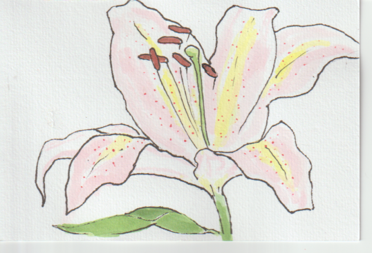 ュリの花の塗り絵用の絵－９